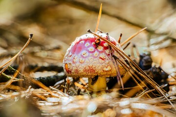 Vibrant red mushroom with white spots emerges from forest floor, surrounded by pine needles and twigs, showcasing the beauty of nature and its intricate details