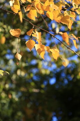 autumn leaves in the sun