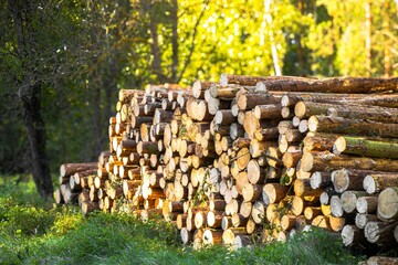 Stacked logs in a sunlit forest, showcasing the natural beauty of timber, with vibrant greenery surrounding the woodpile, emphasizing sustainable forestry practices and nature's bounty