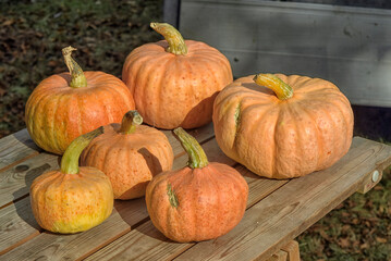 six orange pumpkins are for sale outside at a market stall