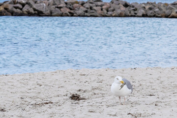 Seagull and crab rendezvous at the beach