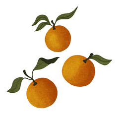 Hand drawn mandarins for winter holiday design
