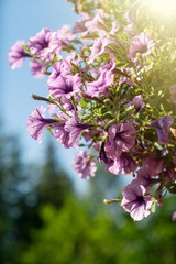 Fototapeta premium Petunia flowers.Hanging planters with flowers for home decoration.