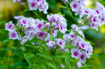 A paniculate phlox on a flower bed in the garden.Flower care.