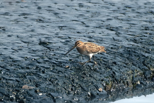 Pin-tailed Snipe or Gallinago stenura walking on mudflat at Thane Maharashtra