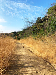 Wilacre Park Hiking Trail Landscape