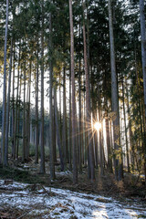 Obraz premium Winter forest with tall pine trees and sunlight shining through trunks, snow patches on ground.