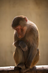 Baboon sitting with closed eyes in warm sunlight
