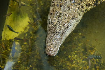 Gharial floating in clear water with small fish
