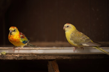 Colorful parrots perched on wooden feeder tray
