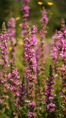 field of purple flowers Lythrum salicaria