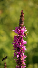 bees in a field on purple flowers of Lythrum salicaria