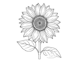 Detailed black and white sunflower illustration