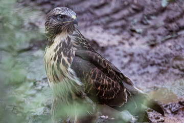 poiana in una pozzanghera