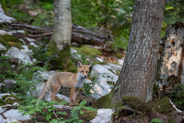volpe solitaria nella foresta selvatica