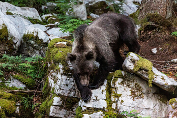 orso solitario nella foresta selvaggia