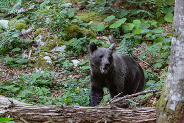 orso solitario nella foresta selvaggia