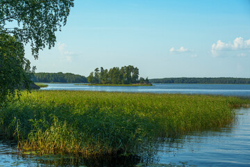Peaceful lakeshore with reeds and distant island under blue sky