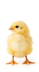 Fototapeta premium Cute Little Yellow Chick.
