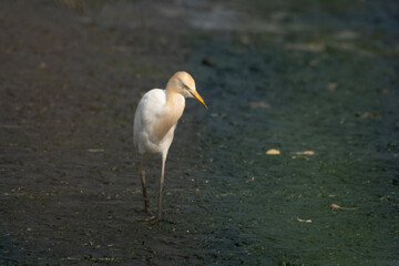 Cattle Egret or Bubulcus ibis standing on wetland ground at Thane Maharashtra