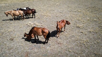 Aerial view of horses in Altai steppe, Russia