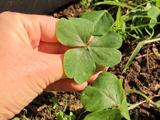 Woman hands holding oxalis weeds over a garden bed. Hands removing wood sorrel from the ground. Manual weeding.