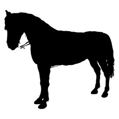 Obraz premium Caballo