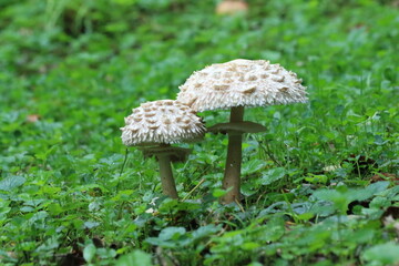 Pair of parasol mushrooms on forest floor