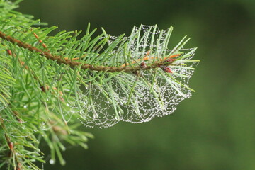 Naklejka premium Dewy spiderweb on spruce needles