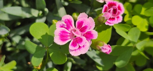 pink hydrangea flowers