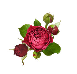 Red rose flower and buds in a small floral arrangement isolated on white or transparent background