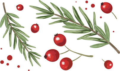 set isolated christmas decorative elements rosemary branches red berries holly cranberrie wild rose hip design greeting card banner menu graphic design