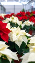 Close-up of poinsettias in various colors.  Red and white blooms in a greenhouse setting.  Focus on the blossoms and foliage