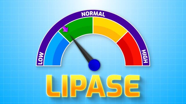 4K Animated Lipase Level Meter Increasing from Low to High Levels , Assessing Pancreatic Enzyme Activity and Pancreatitis Risk