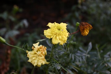 The life cycle of marigolds: bright blooms and natural wilting — a botanical composition for gardening blogs, eco-friendly projects, packaging, postcards, and content about the changing seasons.