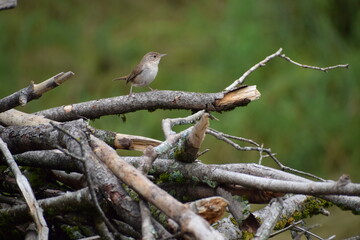 Northern House Wren