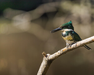 Female Green Kingfisher perched on a branch with green vegetation boke background (Chloroceryle americana) in Buenos Aires, Argentina. Cute bird from south american wetlands.