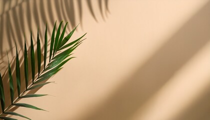 Elegant Green Branch With Long Narrow Leaves Casting Soft Shadows On Beige Background In Minimalist Natural Style
