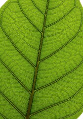 Obraz premium Closeup of a Green Leaf Vein Structure.
