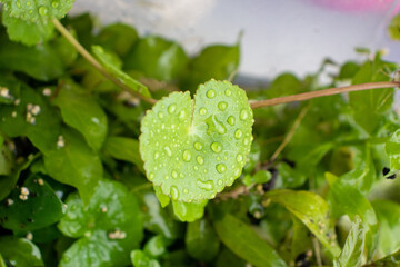 A detailed macro shot focusing on a round green leaf covered in sparkling water droplets, surrounded by other lush green aquatic plants. 