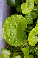 An extreme close-up capturing the intricate details of a round green leaf adorned with numerous...