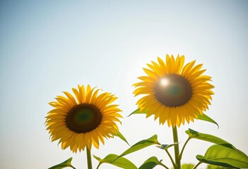 Obraz premium Two sunflowers bask in sunlight against a light blue sky, casting gentle shadows, life, photography