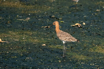 Black-tailed Godwit or Limosa limosa foraging on mudflat at Thane Maharashtra