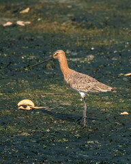 Black-tailed Godwit or Limosa limosa foraging on mudflat at Thane Maharashtra