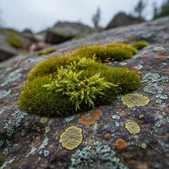 Close-up of vibrant green moss and lichen growing on a weathered rock surface in nature.
