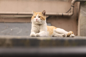A ginger and white street cat lying relaxed on the ground in an urban environment. Stray animal in the city. © Valeriia
