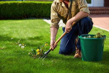 Man weeding dandelions from a green lawn with a hand fork