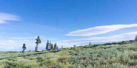 Landscape view of a grassy hillside with scattered trees under a bright blue sky with white clouds