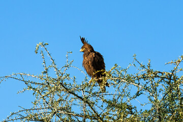 Long-crested Eagle perching and surveying its territory from a tall, dry tree branch in the wilds of Lake Nakuru National Park Kenya
