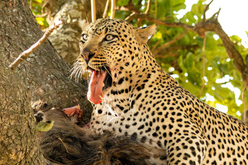 Leopard showing tong while feeding on a carcass high in a tree during a safari in Serengeti National Park